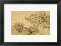 Studies of a Marrow Plant and Cabbages Fine Art Print