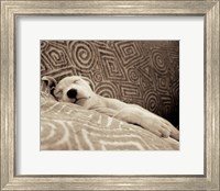 Dog Tired Fine Art Print