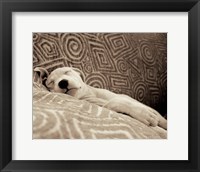 Dog Tired Framed Print