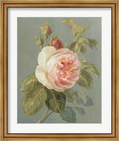 Heirloom Pink Rose Fine Art Print