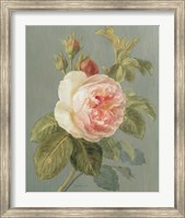Heirloom Pink Rose Fine Art Print