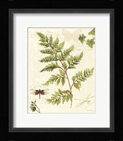 Ivies and Ferns I Framed Print