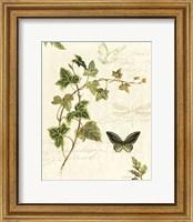 Ivies and Ferns IV Fine Art Print