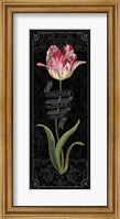 Tulipa Botanica III Fine Art Print