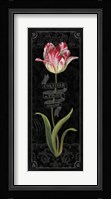 Tulipa Botanica III Fine Art Print