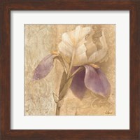 Brocade Iris Fine Art Print