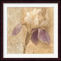 Brocade Iris Fine Art Print