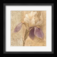Brocade Iris Fine Art Print