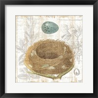 Botanical Nest III Framed Print