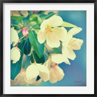 Natures Apple Blossom Fine Art Print