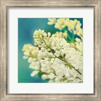 Natures Lilac Blossom Fine Art Print