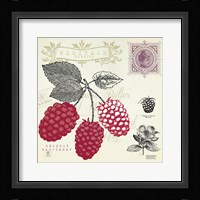 Raspberry Notes Framed Print