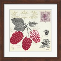 Raspberry Notes Fine Art Print
