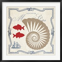 Pacific Nautilus Fine Art Print