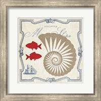 Pacific Nautilus Fine Art Print