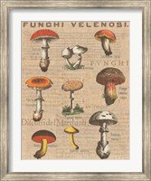 Funghi Velenosi I Fine Art Print