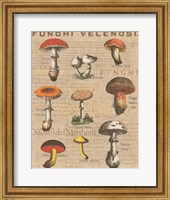 Funghi Velenosi I Fine Art Print