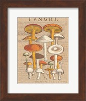 Funghi Velenosi II Fine Art Print