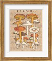 Funghi Velenosi II Fine Art Print