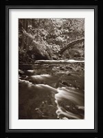 Whatcom Creek Fine Art Print