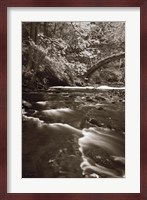 Whatcom Creek Fine Art Print