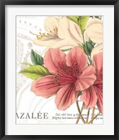 Azalee Jardin I Fine Art Print