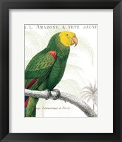 Parrot Botanique I Fine Art Print