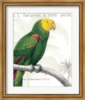 Parrot Botanique I Fine Art Print