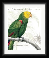 Parrot Botanique I Framed Print