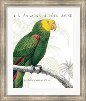 Parrot Botanique I Fine Art Print