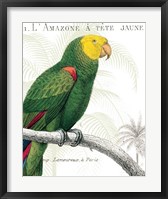 Parrot Botanique I Framed Print