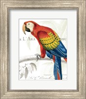 Parrot Botanique II Fine Art Print