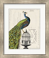 Peacock Birdcage I Fine Art Print