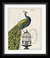 Peacock Birdcage I Fine Art Print