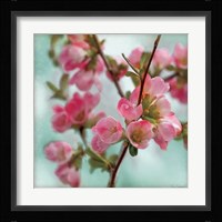 Quince Blossoms II Fine Art Print
