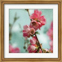 Quince Blossoms III Fine Art Print