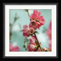 Quince Blossoms III Fine Art Print