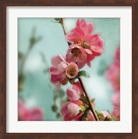 Quince Blossoms III Fine Art Print