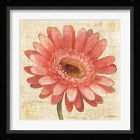 Blushing Gerbera on Cream Fine Art Print
