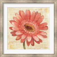 Blushing Gerbera on Cream Fine Art Print