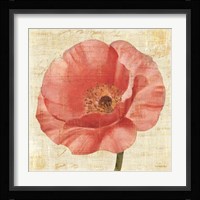 Blushing Poppy on Cream Fine Art Print