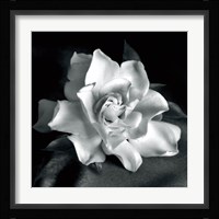 Gardenia Fine Art Print