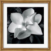 Magnolia Fine Art Print