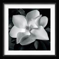 Magnolia Framed Print