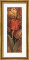 Tulip Shadow II Fine Art Print
