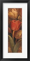 Tulip Shadow II Framed Print