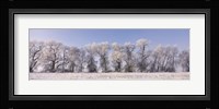 Cottonwood trees covered with snow, Lower Klamath Lake, Siskiyou County, California, USA Fine Art Print