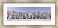 Cottonwood trees covered with snow, Lower Klamath Lake, Siskiyou County, California, USA Fine Art Print