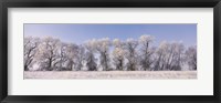 Cottonwood trees covered with snow, Lower Klamath Lake, Siskiyou County, California, USA Fine Art Print