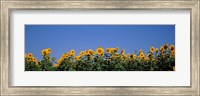 Sunflowers in a field, Marion County, Illinois, USA (Helianthus annuus) Fine Art Print